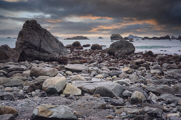 三年级科学植物有哪些相同的特点教案